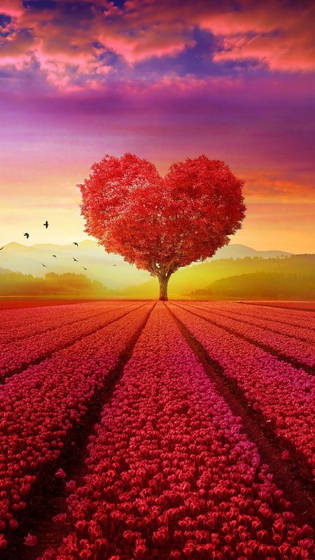 Beautiful Heart | Love | Heart Wallpaper