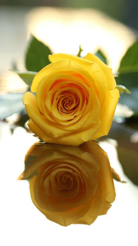 Yellow Rose | Yellow Adorable Rose Wallpaper