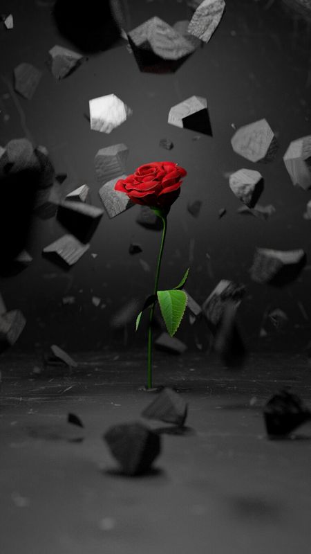 3D Rose Wallpaper