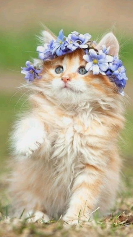 Cute Cat | Cute | Cat Wallpaper