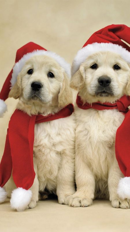 Cute Christmas | Cute Dogs Wallpaper