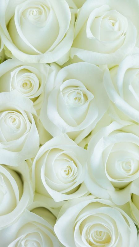 White Flowers | Adorable White Flowers Wallpaper