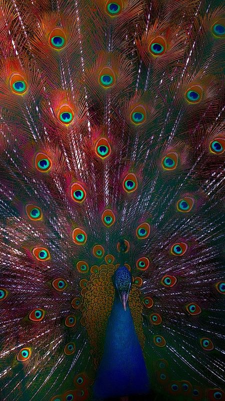 Peacock Feather - Peacock - Bird Wallpaper
