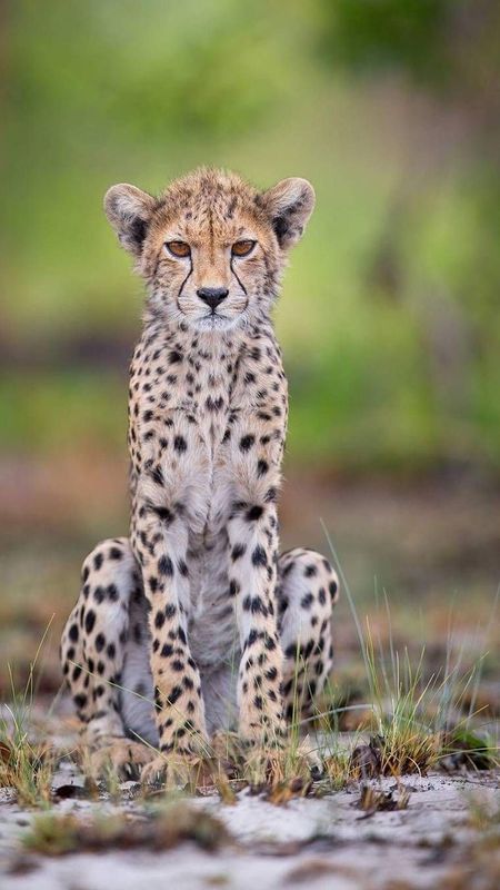 Cheetah | Animal Wallpaper