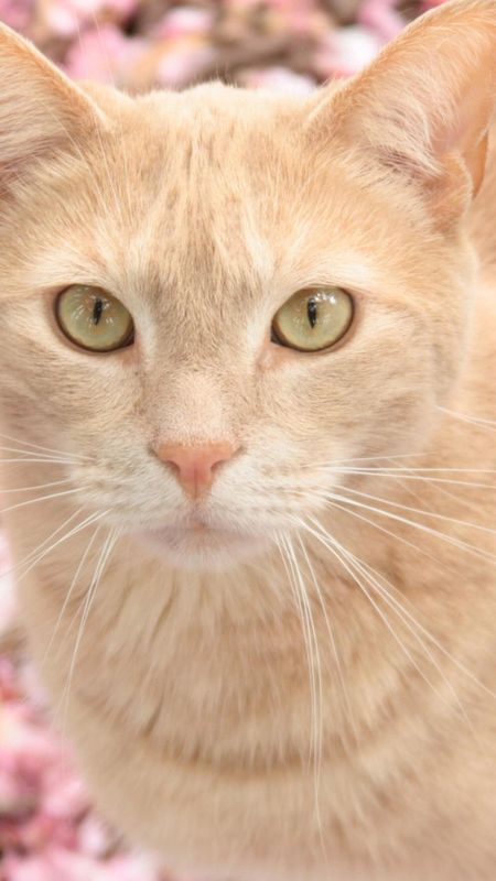 White cat Wallpaper