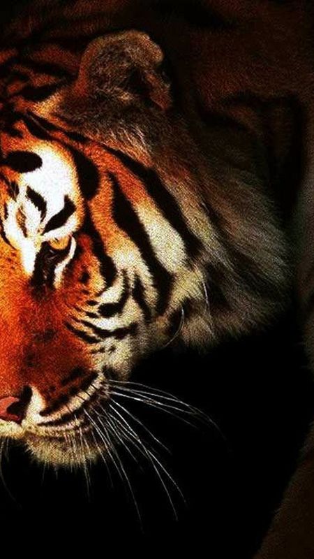 Tiger Face Wallpapers Download Mobcup