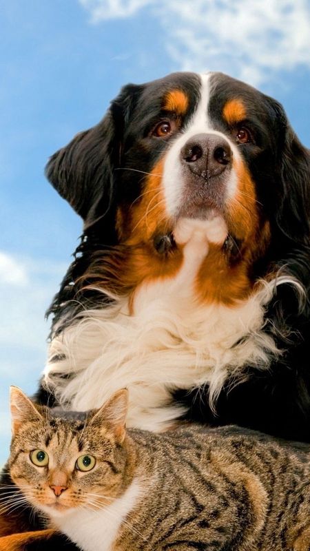 Cat And Dog - Animal Poster - Dog Wallpaper