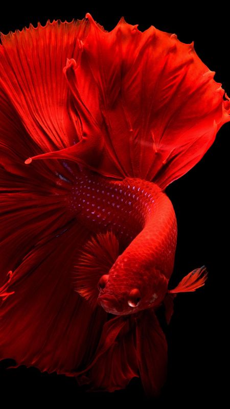 HD Beautiful Fish Wallpaper