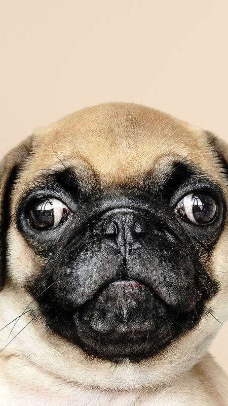 Cute Pug Wallpaper