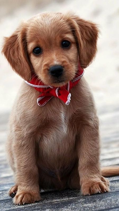 Cute Dog | Adorable | Dog Wallpaper