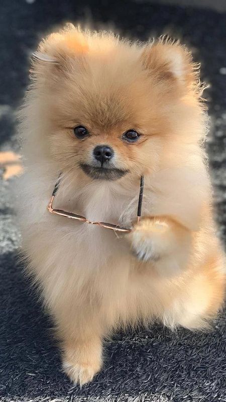 Cute Dog | Pomeranian Golden Dog Wallpaper