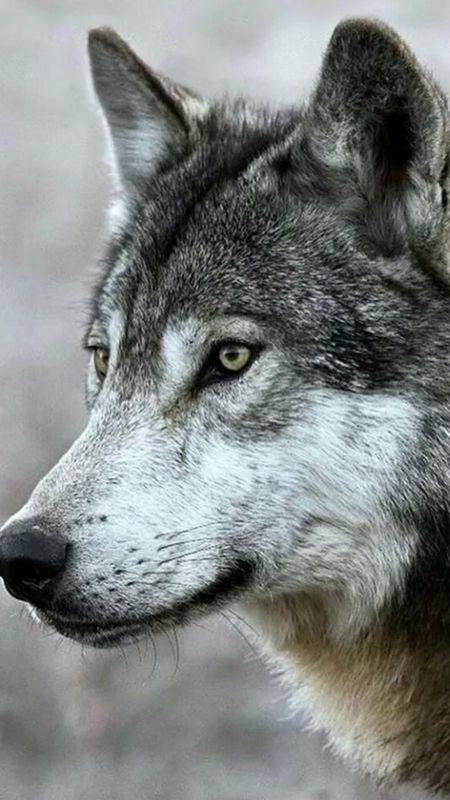 Wolf | Animal Wallpaper