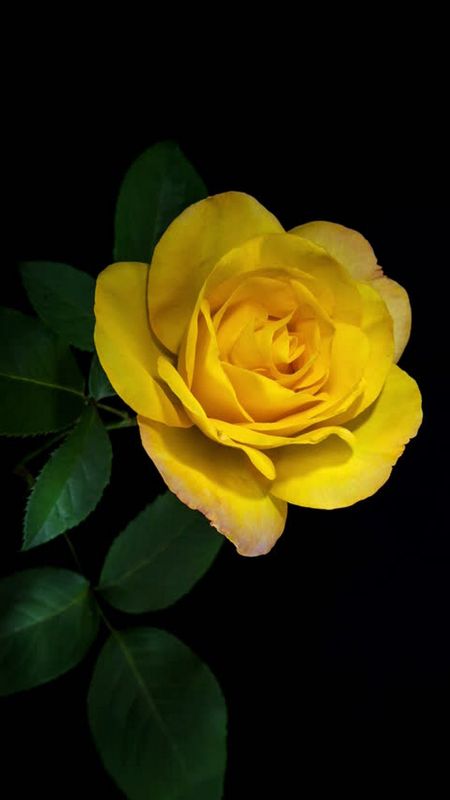 Yellow Rose | Adorable Rose Wallpaper
