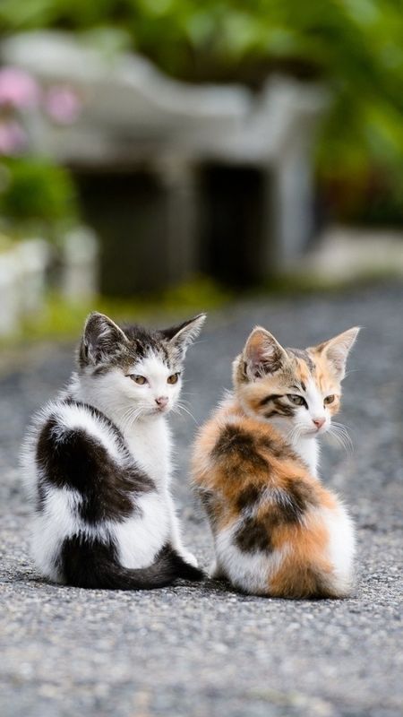 Cat And Dog - Two Kittens - Cute Animals Wallpaper