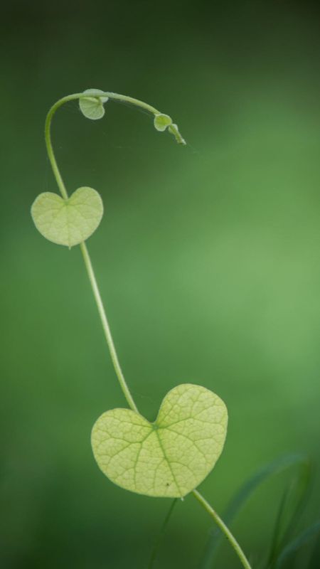 Green Heart | Heart Wallpaper