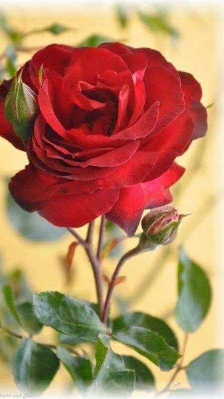 Beautiful Flowers | Red Rose | Rose Wallpaper