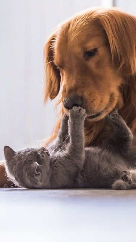 Cat And Dog - Playing - Cat - Dog Wallpaper