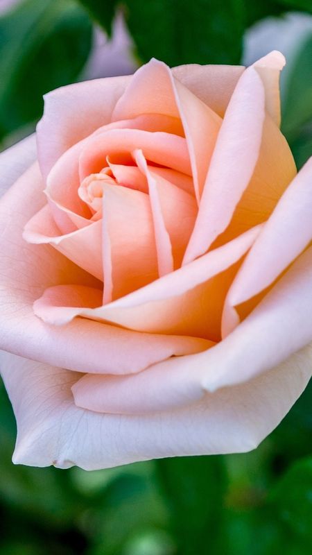Hd Rose Flower - Beautiful Rose - Nature Beauty Wallpaper