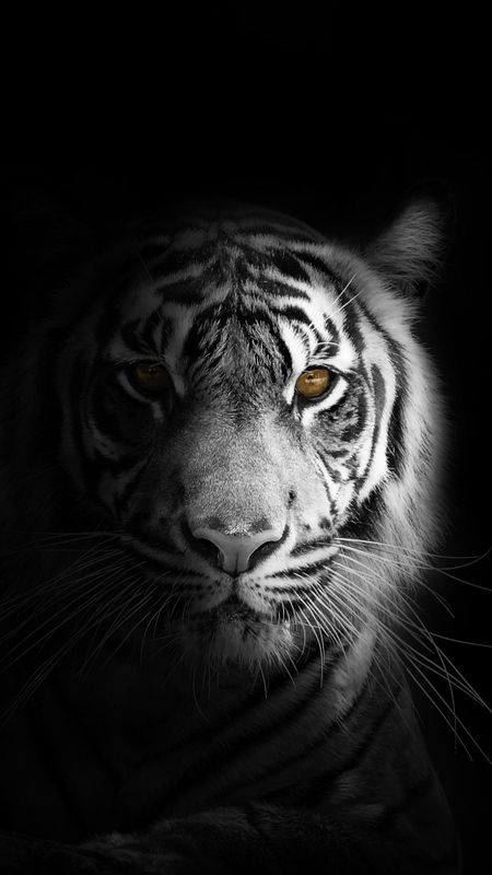 Black Tiger | Black and white | Tiger Wallpaper