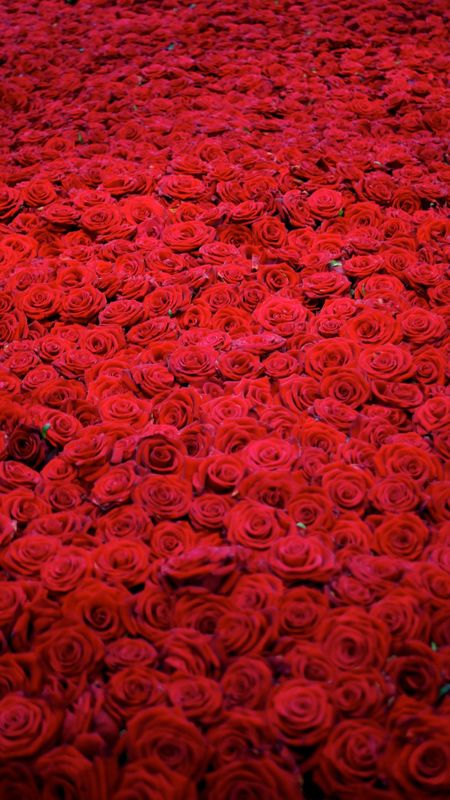 Red Rose | Red Flowers Wallpaper