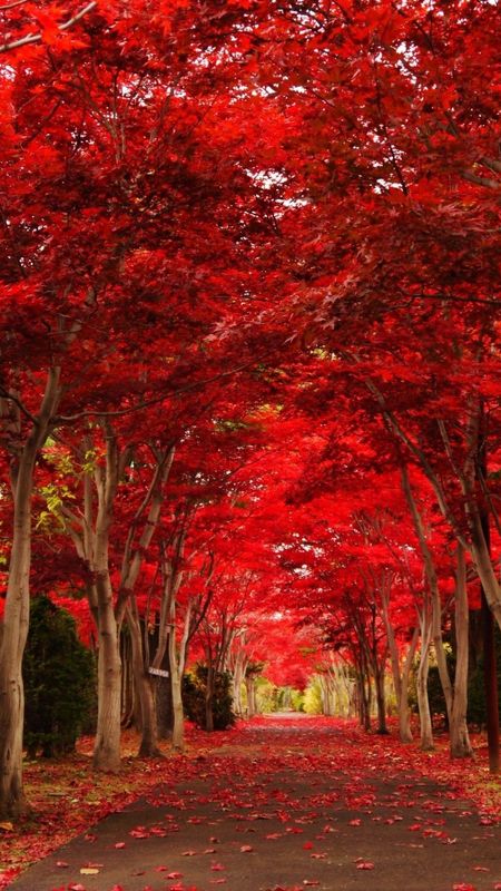 Red Colour | Red Colour Forest | Red Forest Wallpaper