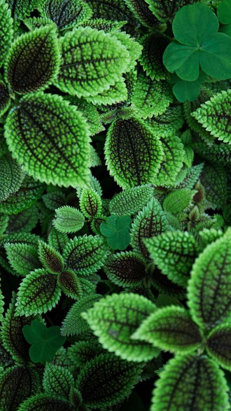 Green Leaves Nature Wallpaper