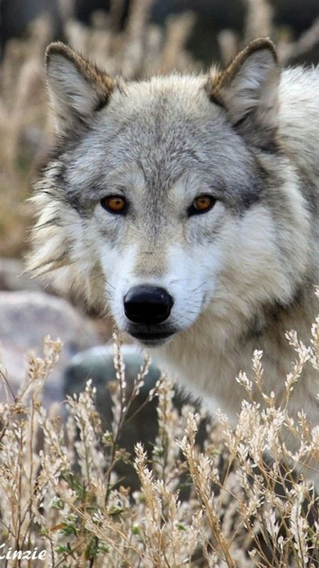 Wolf | Grey Wild Animal Wallpaper
