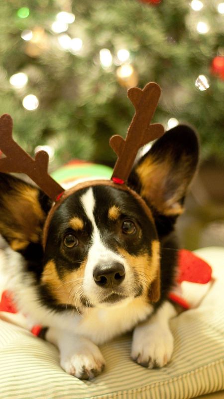 Christmas Dog | Pug Wallpaper