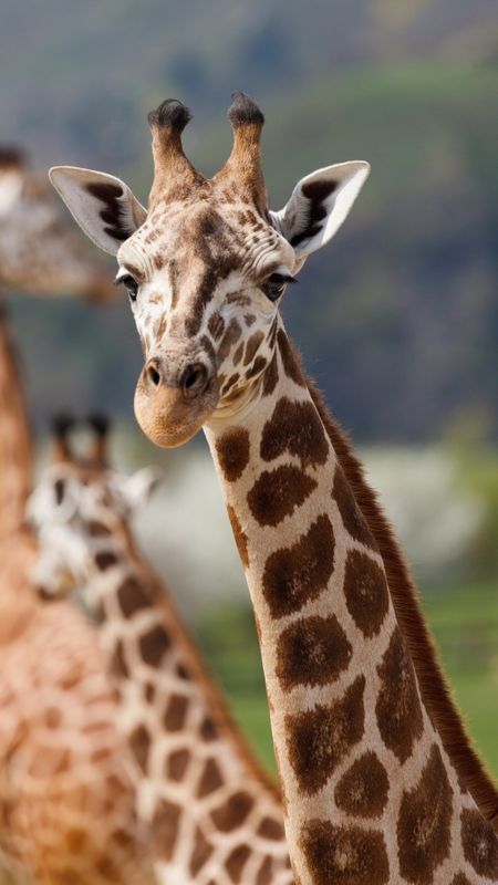 Giraffe Closeup Wallpaper