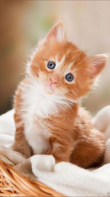 Cute Baby Cat | Orange Colour Baby Cat | Baby Cat Wallpaper