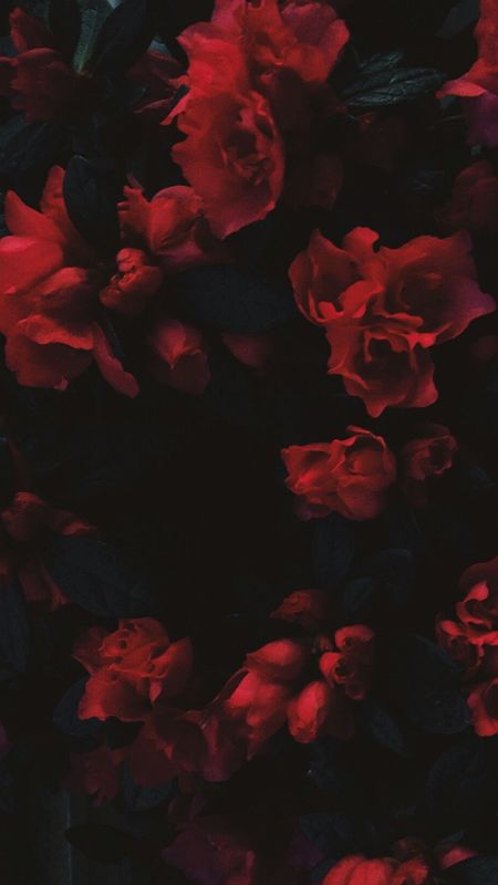 Red Aesthetic | Red Flowers Wallpaper