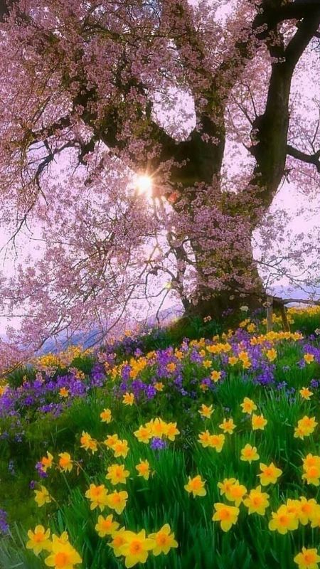 Spring | Tree | Spring Tree Wallpaper