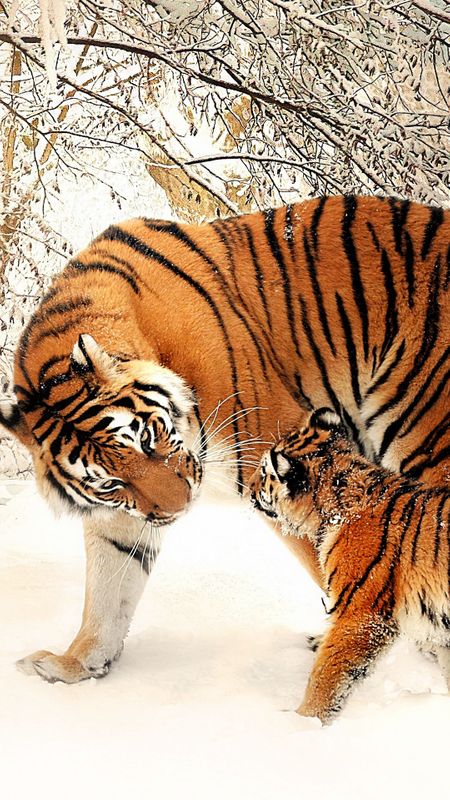 Tiger and Cub Wallpaper