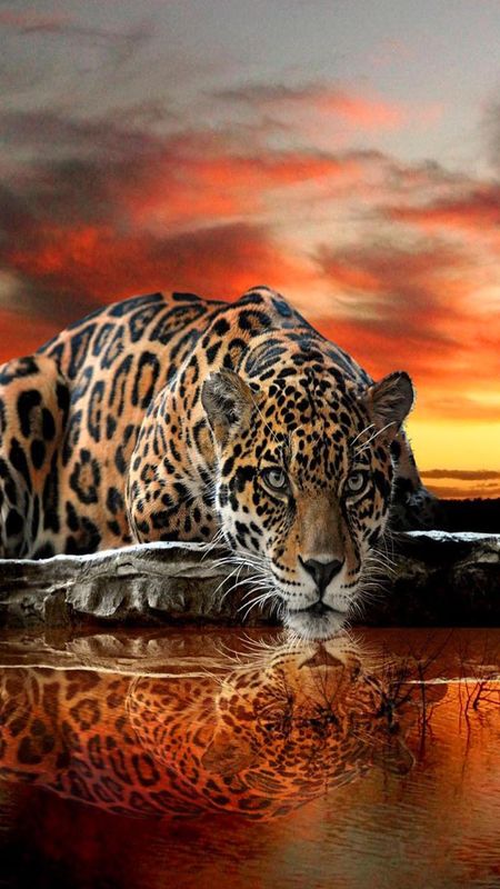 Wild Jaguar Wallpaper