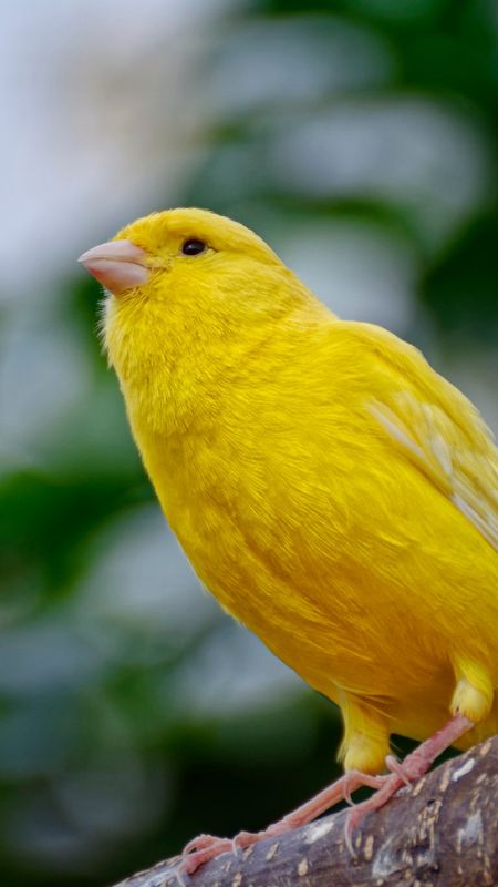 Canary | Adorable Wallpaper
