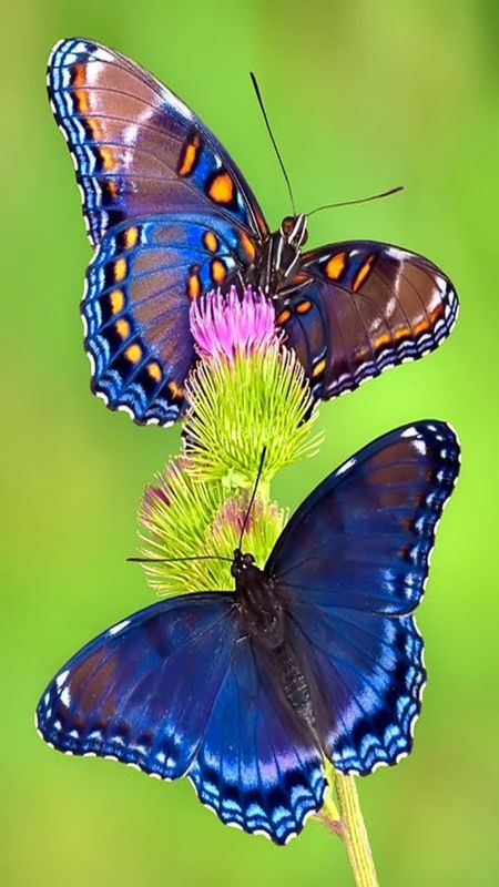 Butterfly | Adorable | Butterfly Adorable Wallpaper