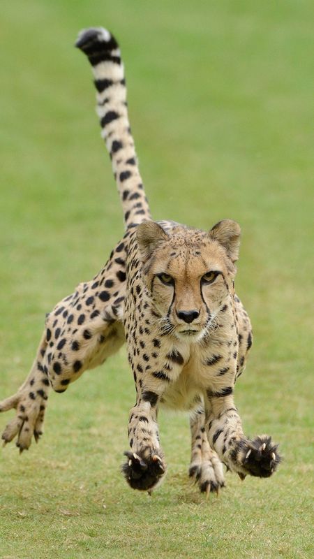 Cheetah | Animal Hunter Wallpaper