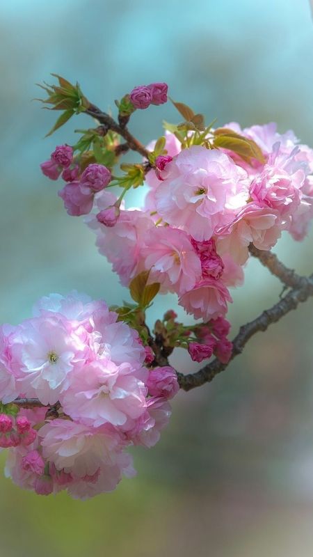 Spring | Pink | Adorable Flower Wallpaper