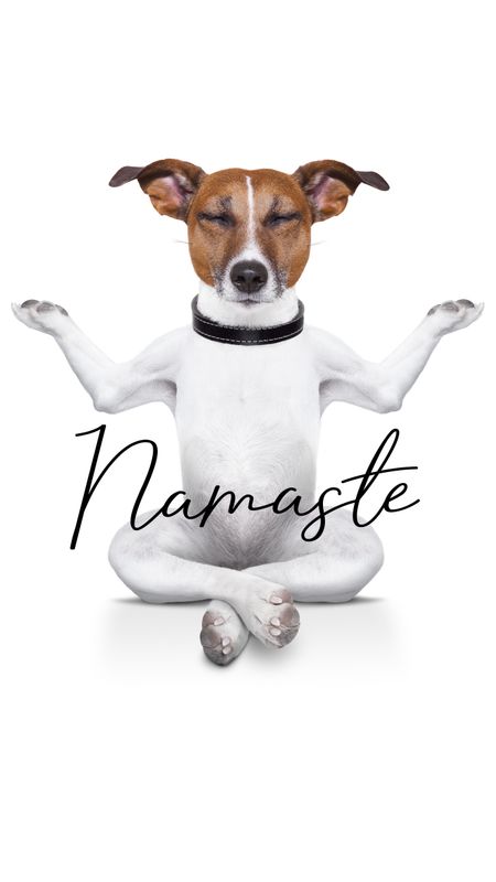 Dog Meditation Wallpaper