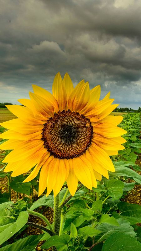 Sunflower | Adorable Wallpaper