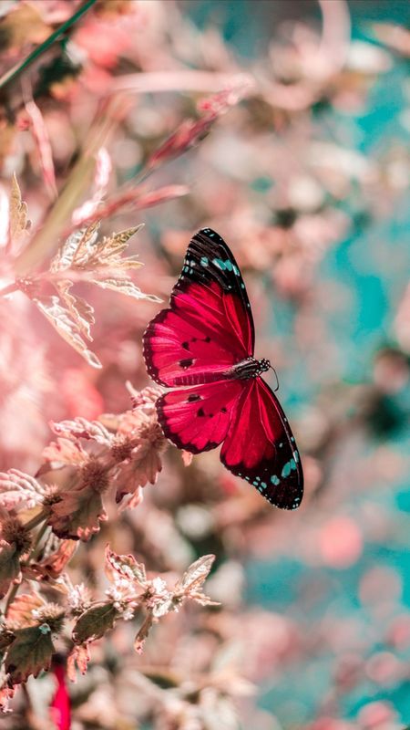 Red Butterfly | Adorable Aesthetic Wallpaper