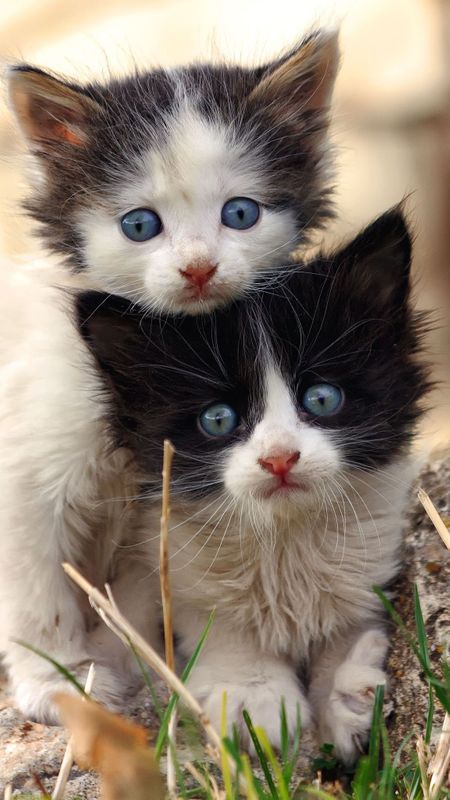 Cute Baby Cat | Adorable Two Cats | Two Kitten | Black and White Kitten Wallpaper