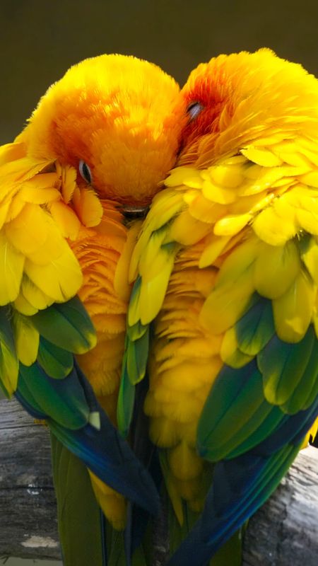 Love birds Wallpaper