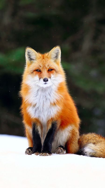 Fox | Brown | Wild | Animal Wallpaper
