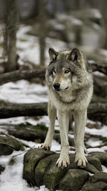Wolf | Wild | Animal Wallpaper