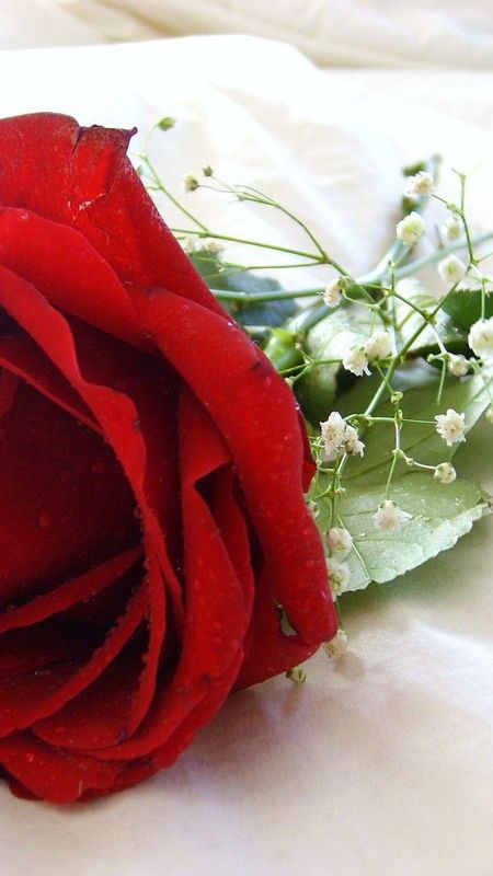 HD Red Rose Wallpaper
