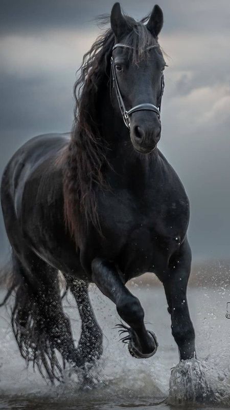 Black Horse | Balck Wallpaper