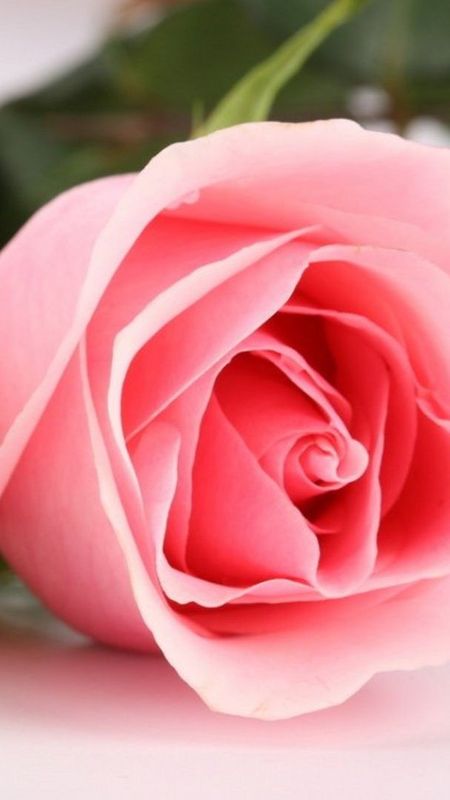 HD Rose Wallpaper