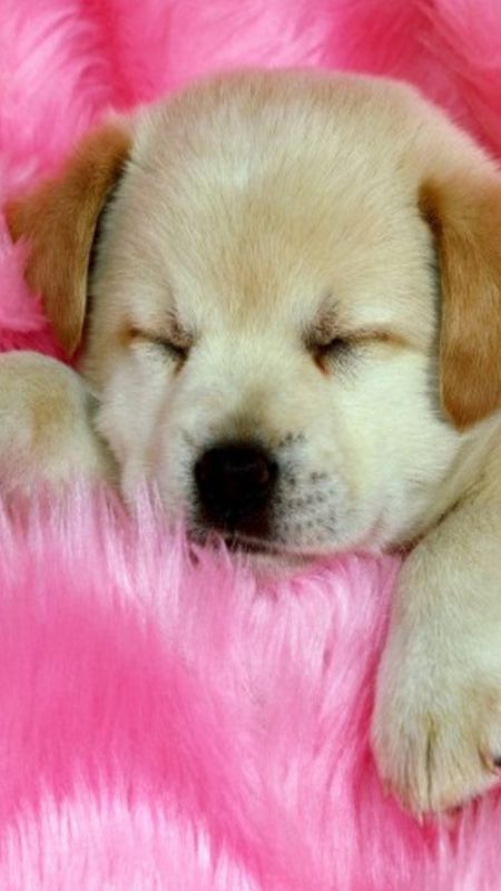 Sleeping Puppy Wallpaper
