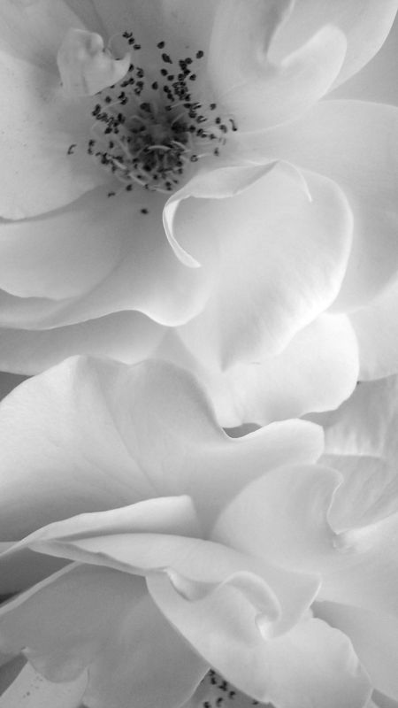 White Flowers | Adorabe | Adorable White Flowers Wallpaper